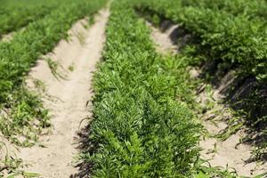 groene wortel veld foto