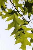 prachtig groen eiken blad foto