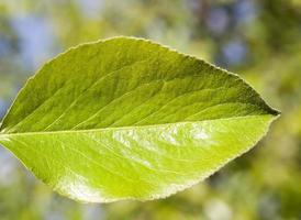 groene blad peer foto