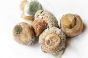 schimmel op champignons foto