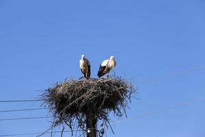 ooievaars in het nest foto
