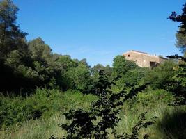 weelderige vegetatie in de bergen van collcerola pulmon van de stad barcelona en omgeving, spanje foto