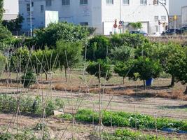 stadstuinen vlakbij de stad barcelona in de regio Baix Llobregat. foto