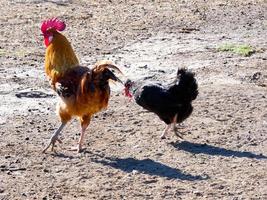 semi-scharrel, biologische en gezonde hennen foto