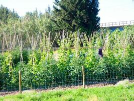 moestuin met stokken die de struiken van de tomatenplanten leiden foto