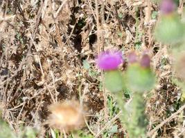 mediterrane bloemen en planten in de vroege zomer foto