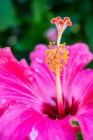 dieprode hibiscus, close-up foto