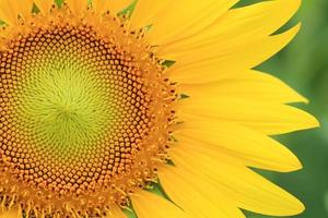 close-up van zonnebloemen