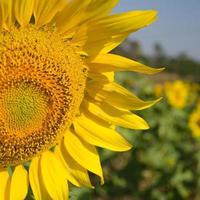 close-up van zonnebloemen