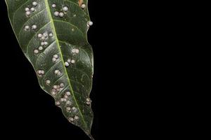 bladluizen geïsoleerd op een zwarte achtergrond, bladluizen op de mangobladeren, ziekten die voorkomen bij planten. foto