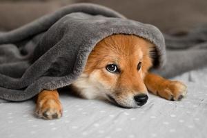 portret van een shiba inu-puppy. Japanse Shiba Inu-hond. de hond ligt op de bank in een schattig en gezellig huis. de puppy is bedekt met een deken en probeert te slapen. mooie en schattige pup. foto