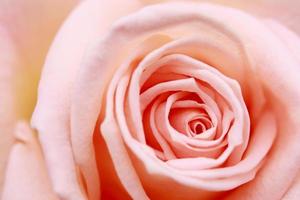 sluit roze bloem
