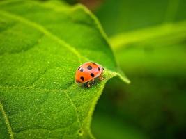 lieveheersbeestje op het groene blad foto