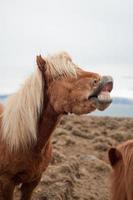 lachende pony