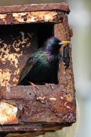 spreeuw sturnus vulgaris rathlin eiland noord-ierland uk foto