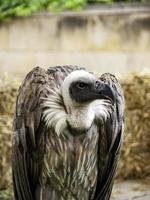 wilde gier in de natuur foto