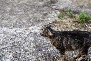 straat verlaten katten foto