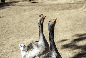 gans in de natuur foto