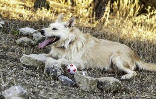 hond spelen met bal in het bos foto