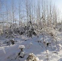 besneeuwde bomen foto