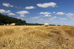 stro op landbouwgrond na de oogst foto