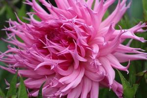 roze bloem close-up