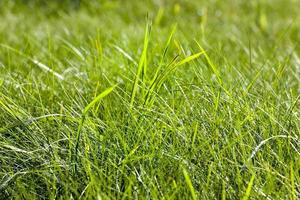 gras hoog, close-up foto