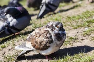 hongerige duiven die in de stad wonen foto