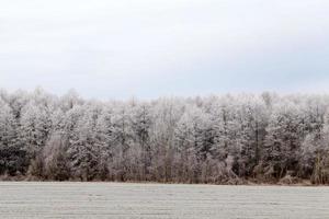 winterseizoen met sneeuw in het park of bos en dennenbomen foto