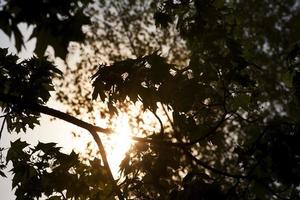 herfst zonsondergang, close-up foto