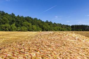 gouden stro na het oogsten van tarwe foto