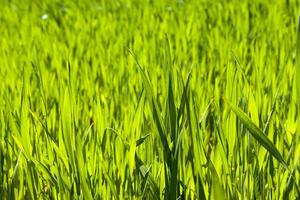groene tarwe of andere granen op landbouwgrond foto