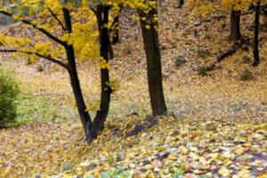 herfst in het park foto