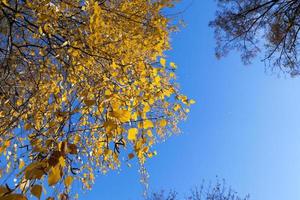 geel blad, herfst foto