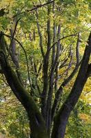 herfstboom met gebladerte foto