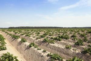 landbouw, aardappelveld foto