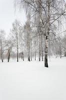 bomen in de winter foto