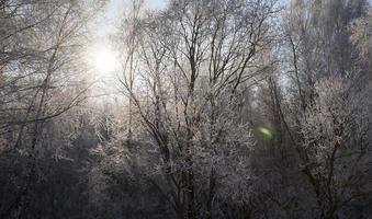 winterlandschap, close-up foto