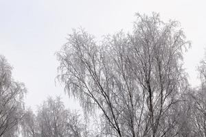 gefotografeerd winterbos foto