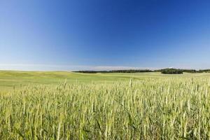 veld met granen foto