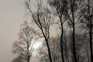 bomen zonder bladeren in de mist foto