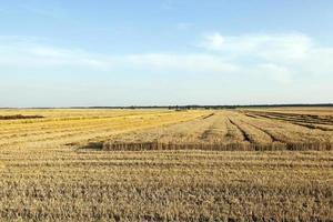 boerderij veld granen foto