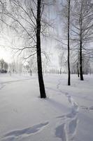 bomen in de winter foto