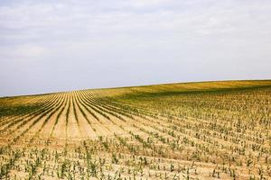maïsveld - landbouwveld waarop maïs groeit foto