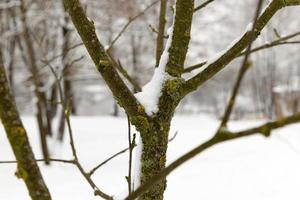 bomen onder de sneeuw foto