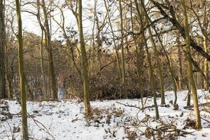 loofbomen in de winter foto