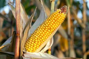 landbouw, maïs close-up foto