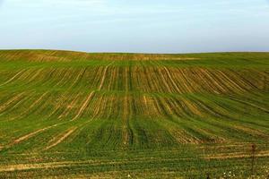 nieuwe oogst, veld foto