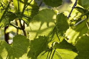 bomen groeien, close-up foto