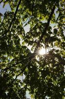 bomen in het voorjaar, close-up foto